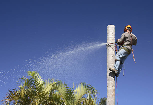 Best Tree Maintenance Programs  in Island Walk, FL